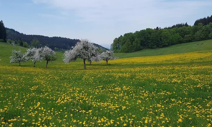 Schwarzwaldstüble